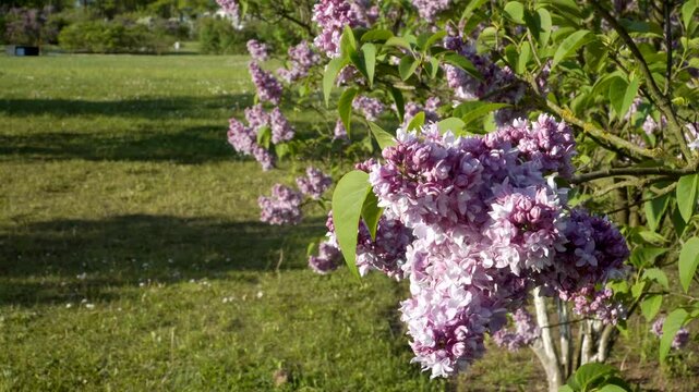 A close-up of the 'Victor Lemoine' variety of common lilac in full bloom, showcasing clusters of delicate white and purple flowers amidst lush green foliage in a garden setting.