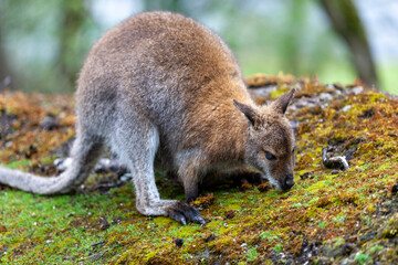 Naklejka premium Close up portrait of female Red-necked Wallaby or Bennett's Wallaby, Macropus rufogriseus.