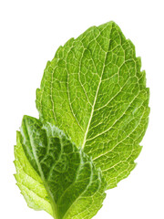 Fresh Mint Leaf Detailed Texture Close Up Transparent Background