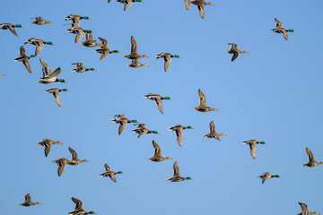 Flock of Ducks in Flight Against Clear Blue Sky – Wildlife in Motion