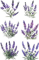 Naklejka premium lavender flowers in color style