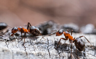 Group of ants on the bark of a tree