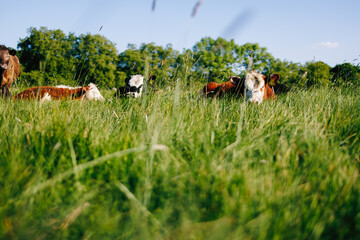 Cows hiding in tall green grass on a sunny day