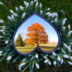 Spade-shaped mirror captures autumn tree surrounded by snowdrop flowers in garden