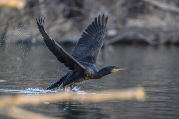 Great cormorant taking off