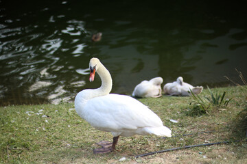Custode silenzioso della riva