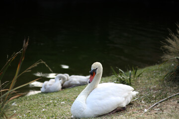 Custode silenzioso della riva