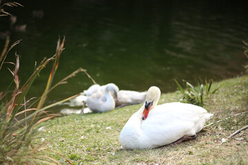 Custode silenzioso della riva..