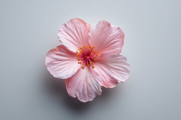 a pink flower on a white surface