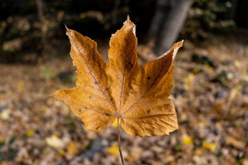 A brown autumn leaf in the forest. High quality photo