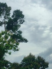 A peaceful morning sky with soft blue hues and gentle clouds above a green forest. Ideal for background use, graphic design, presentations, and travel content.