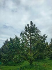 A peaceful morning sky with soft blue hues and gentle clouds above a green forest. Ideal for background use, graphic design, presentations, and travel content.