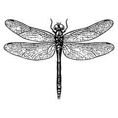 dragonfly vector realistic line icon on white background
Vector line icon animal, wildlife
