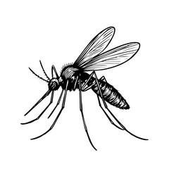 mosquito vector realistic line icon on white background
Vector line icon animal, wildlife