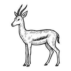 gazelle vector realistic line icon on white background
Vector line icon animal, wildlife