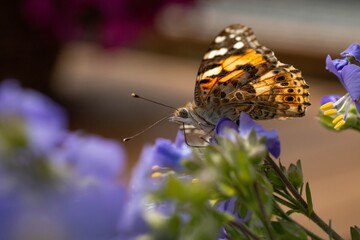 Close-up of a butterfly perched on a purple flower, capturing delicate wing patterns and vibrant...