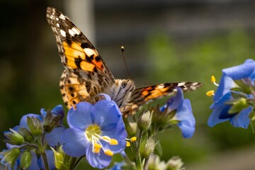 Close-up of a butterfly perched on a purple flower, capturing delicate wing patterns and vibrant colors in soft focus.