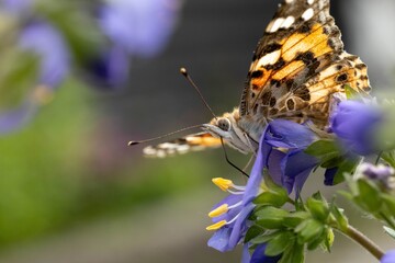 Close-up of a butterfly perched on a purple flower, capturing delicate wing patterns and vibrant...