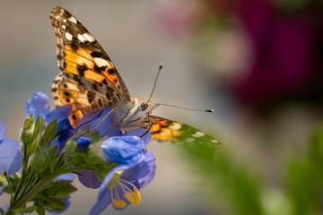 Close-up of a butterfly perched on a purple flower, capturing delicate wing patterns and vibrant...