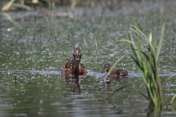 Habitat of wild duck on the Staritsa River near the village of Agro-Pustyn in the Ryazan region