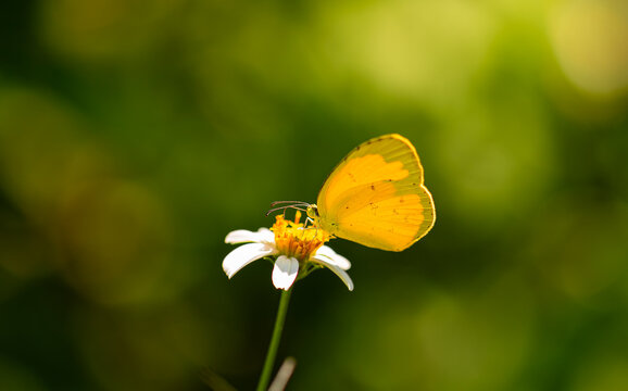 Fototapeta Eurema hecabe (Linnaeus). Close up view of yellow butterfly perched on Plains blackfoot flower. To suck nectar from the pollen of flower.