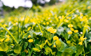 Arachis pintoi Krapov.W.C. Greg. Close up view. Amarillo Peanut flower are yellow suitable for use as ground cover plant and retains moisture in the soil.
