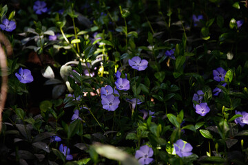 Summer time flowers and plants in the park