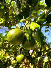 Closeup of a pair of pomelos growing on a tree in the garden