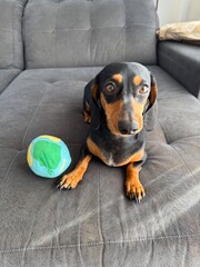 cachorro adoravel brincando com bola de brinquedo 