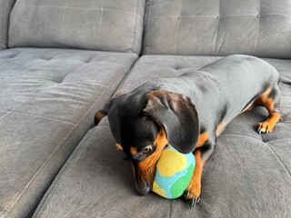 cachorro adoravel brincando com bola de brinquedo 