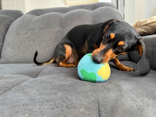 cachorro adoravel brincando com bola de brinquedo 