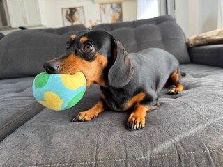 cachorro adoravel brincando com bola de brinquedo 