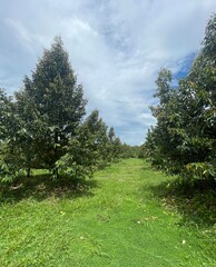 A peaceful morning sky with soft blue hues and gentle clouds above a green forest. Ideal for background use, graphic design, presentations, and travel content.