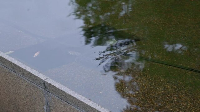 Osaka, japan - Sep 22 2024, 4k, close up view of a turtle swimming underwater in a pond, at daytime, Osaka, Japan