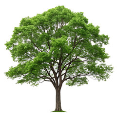 Fototapeta premium Lush Green Tree Isolated on Transparent background