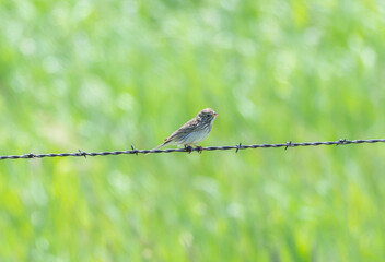 Vesper sparrow (Pooecetes gramineus) perched on barbed wire in a lush green field