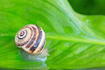 Caracol