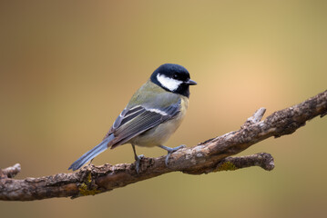 Obraz premium Carbonero Común