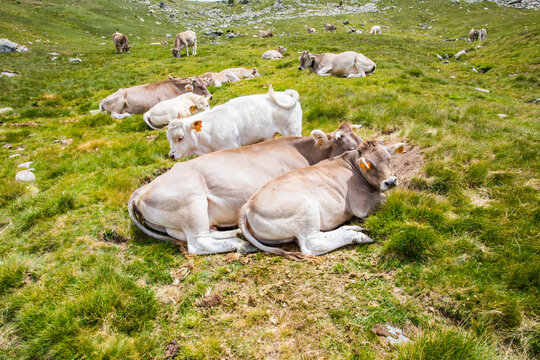 Summer landscape in Vall de Boi in Aiguestortes and Sant Maurici National Park, Spain