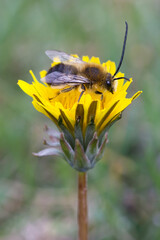 Abeja en flor amarilla