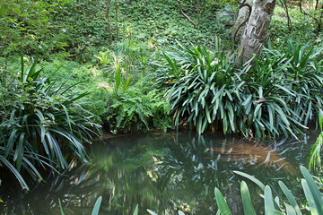 Estanque jardin Selva
