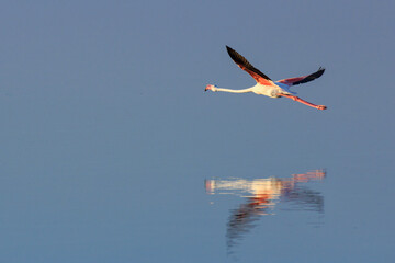 Flamenco en vuelo con reflejo