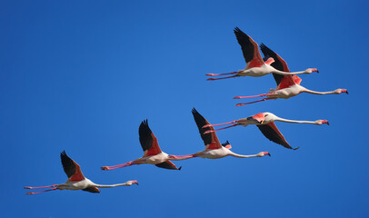 Flamencos en vuelo en formación