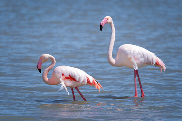 Flamencos en su hábitat.