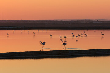 Atardece contraluz luz dorada flamencos