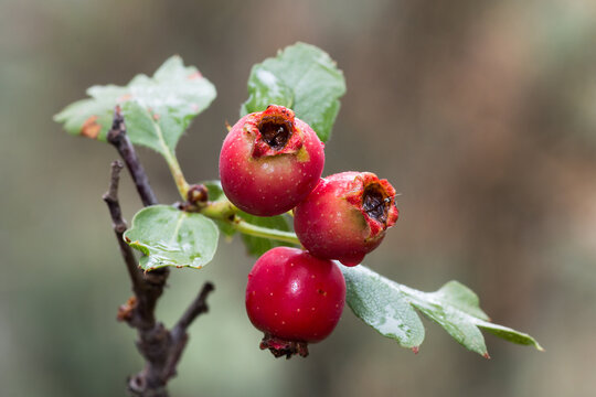 Espino albar, fruto rojo
