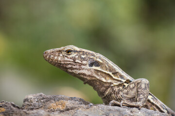 Detalle de lagarto, Tenerife. 