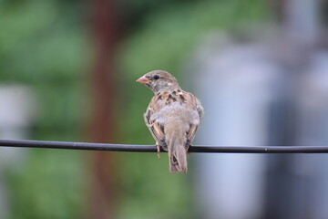 House sparrow perched on a wire, facing away with a soft green and blue background.