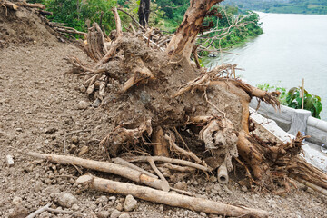 Large tree trunk with roots on the edge of the reservoir