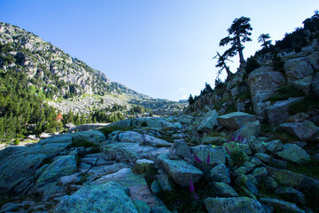 Summer landscape in Vall de Boi in Aiguestortes and Sant Maurici National Park, Spain